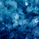 Moon jellyfish in the Bosphorous. The species now blooms all over the world.